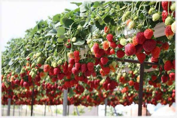 ripe strawberries