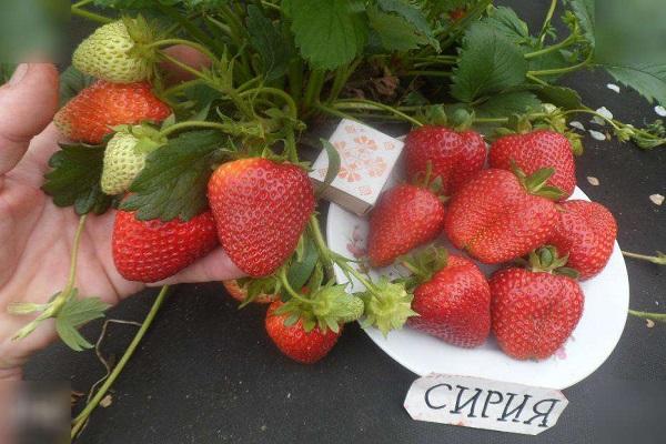 продуктивна разноликост