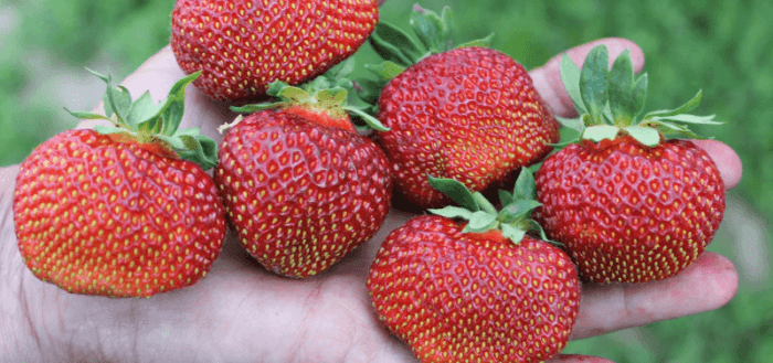strawberry shelf