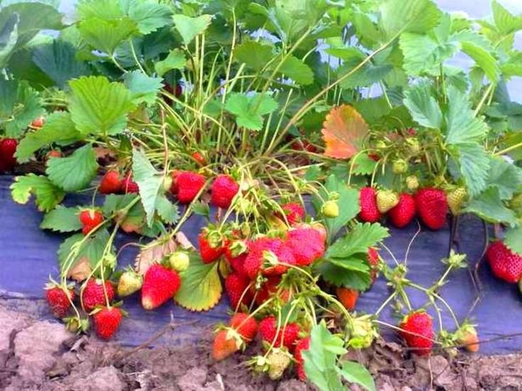 morango arbusto