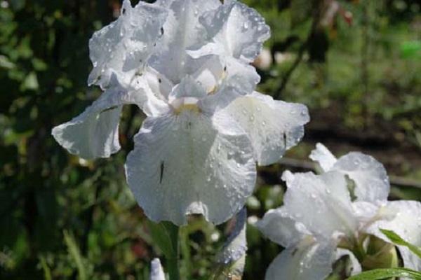 shelter of irises