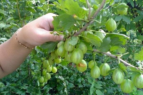 grüne Beeren