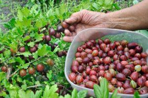 Wann und wie man Stachelbeeren richtig pflückt, um nicht zu stechen