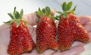 Description and characteristics of the Kupchikha strawberry variety, cultivation and care