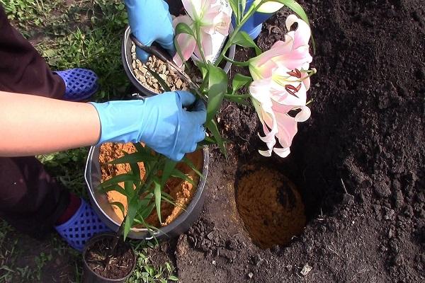 planting in the ground