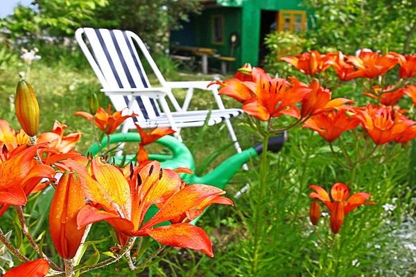 chair on the lawn