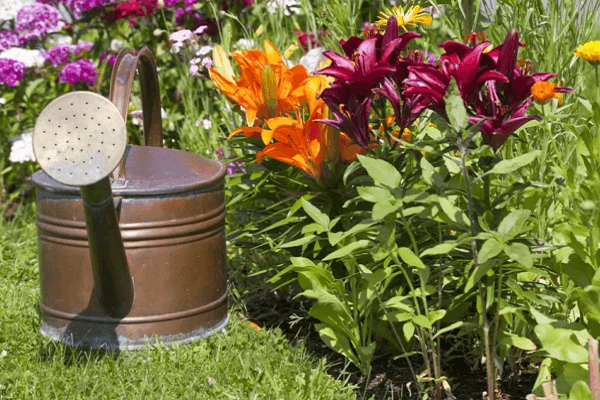 correct watering