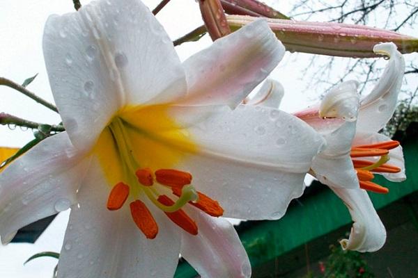 raindrops