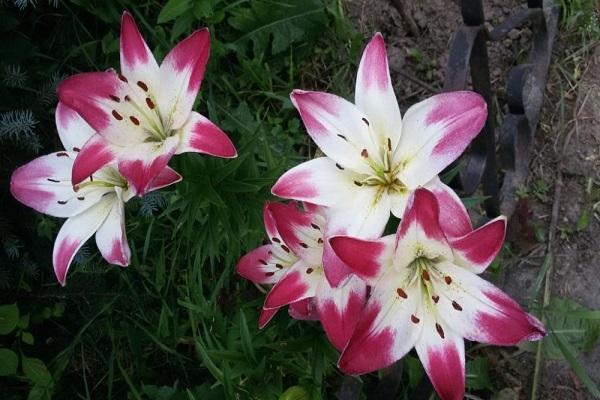 flower garden decoration