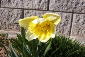 Περιγραφή και χαρακτηριστικά του daffodil Ice King, καλλιέργεια ενός λουλουδιού και εφαρμογή στον σχεδιασμό τοπίου