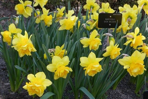 fleurs jaunes