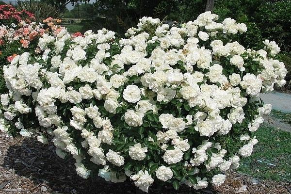 white buds