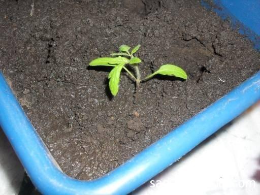mudas de tomate