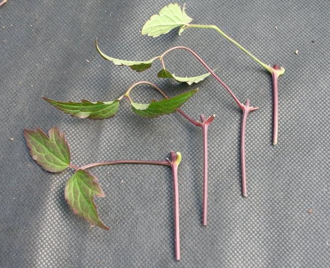 sticklingar clematis sticklingar