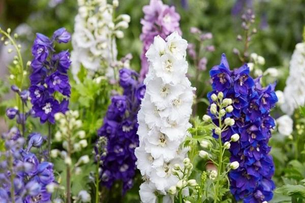 Gartenblumen