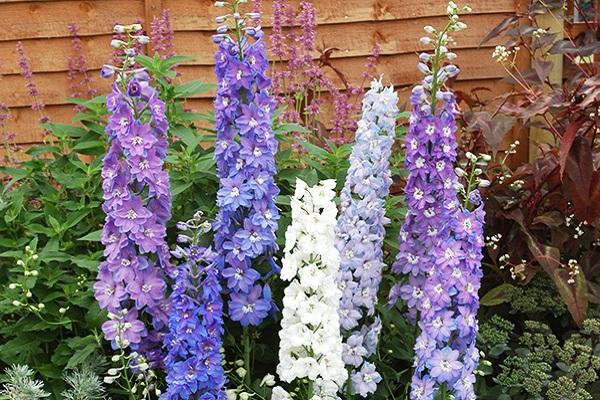 Ritterspornblume