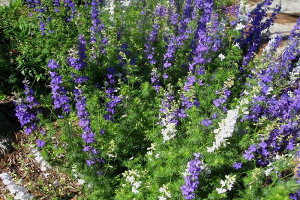 Unkraut im Blumenbeet