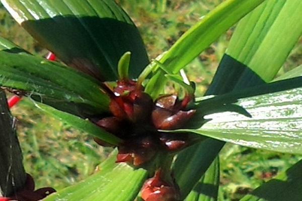 propagation des plantes