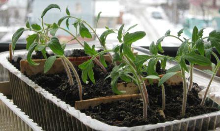 picareta de tomate