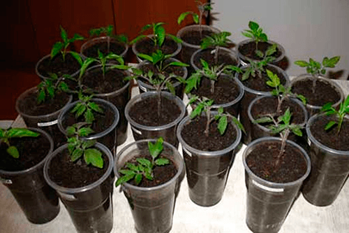 picareta de tomate