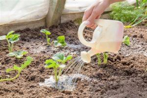 Como alimentar os morangos e o que fertilizar durante a floração e a frutificação