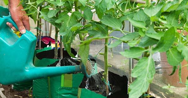 nourrir les tomates