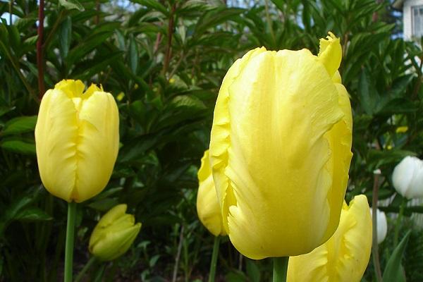 yellow buds