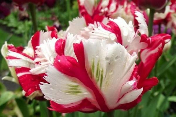 bulbous plants