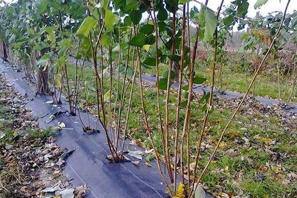 phim trên mặt đất