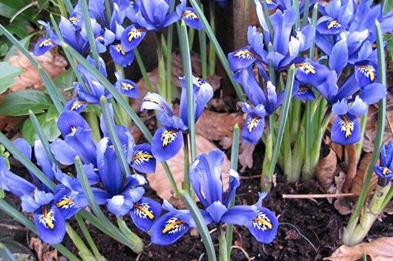 irisblommor