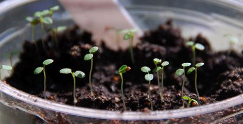 strawberry seedlings