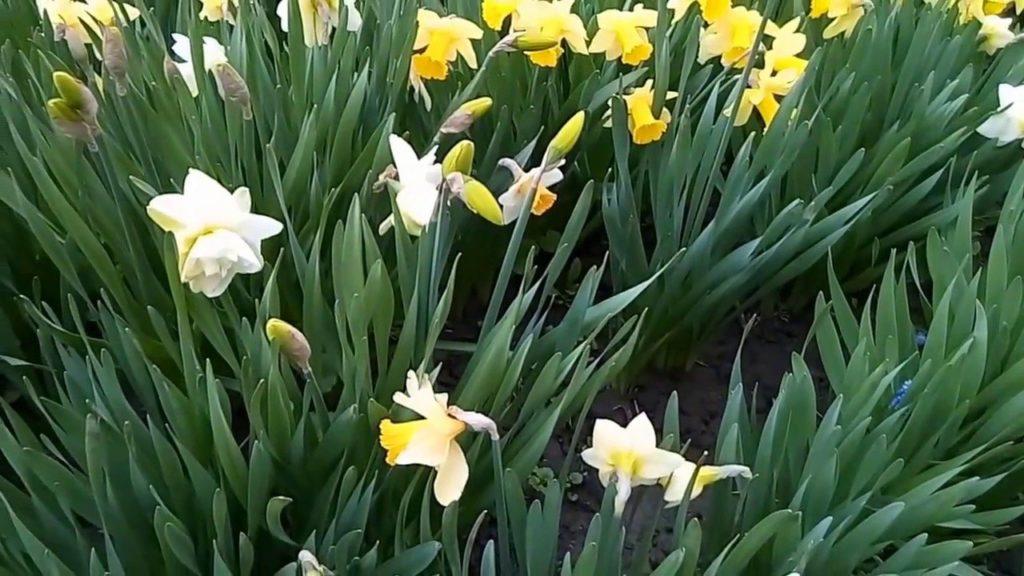 Blumenbeet von Narzissen