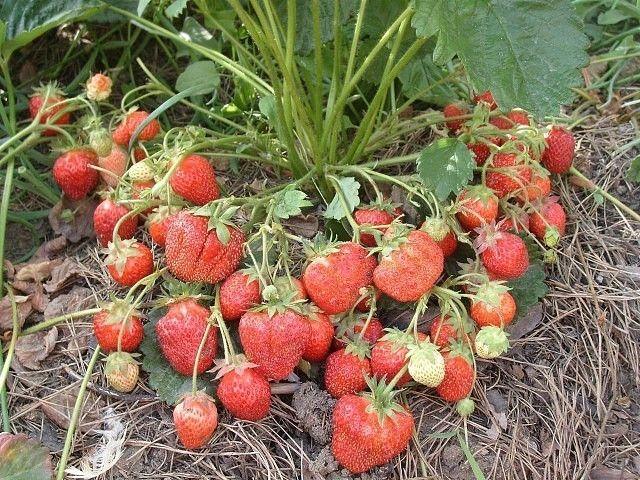 зрела јагода