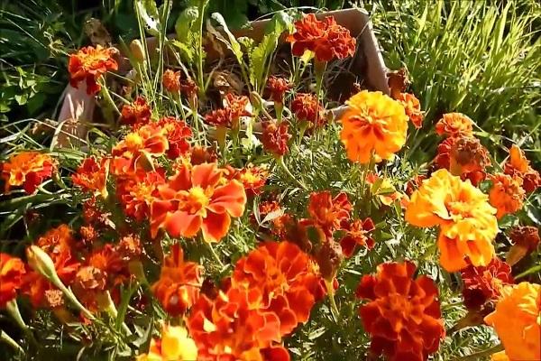 flores desabrochando