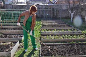 What siderates need to be sown before planting strawberries and what are their benefits