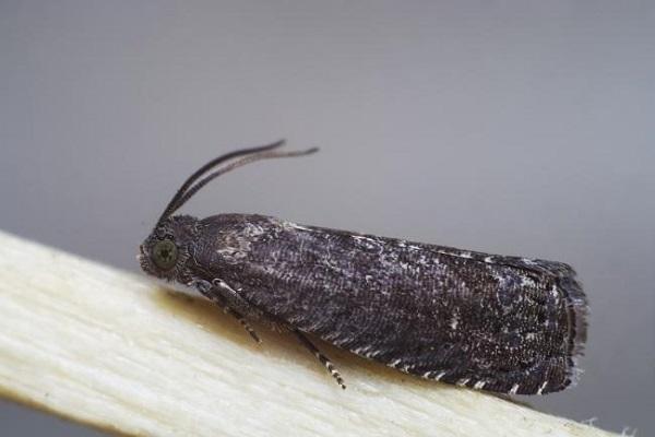 plaga del jardí