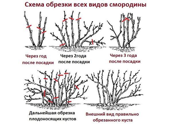 формирање биљака