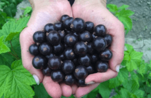 Description of the best varieties of currants for the Moscow region and the subtleties of growing