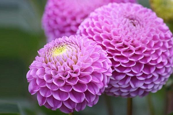 Garten Dahlie