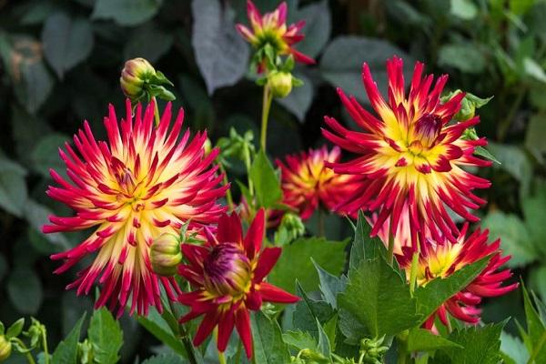 dekorative Blumen
