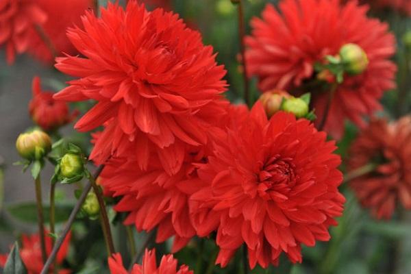 Nadelblumen
