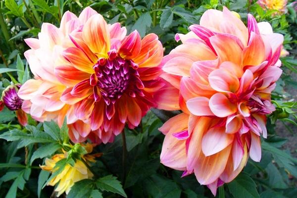 große Blumen