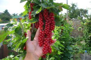 TOP 50 besten Sorten roter Johannisbeeren mit Beschreibung und Eigenschaften