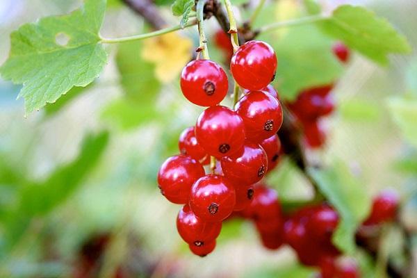 TOP 50 melhores variedades de groselha vermelha com descrição e características