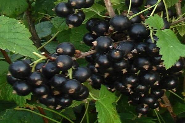 cereja de folhas compridas