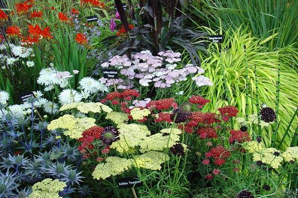 Nachbarn im Blumenbeet
