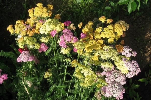gelbe Blumen