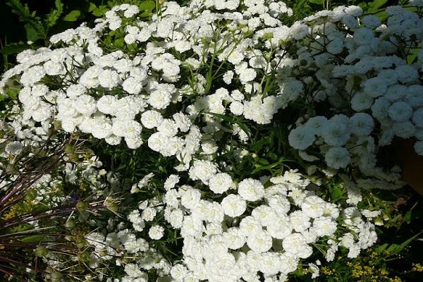 Wiesenpflanze