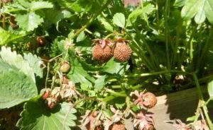 Gründe, warum Erdbeeren nicht rot und trocken werden, was zu tun ist