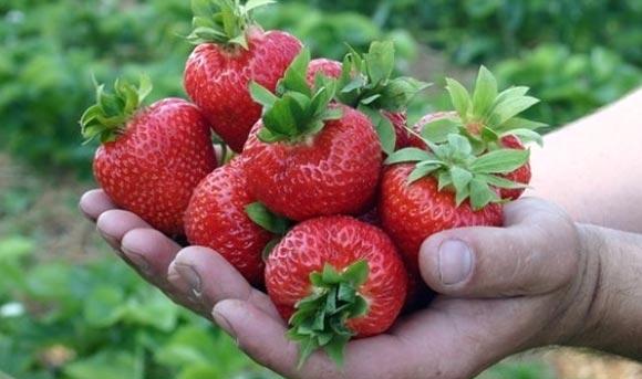 strawberry alba